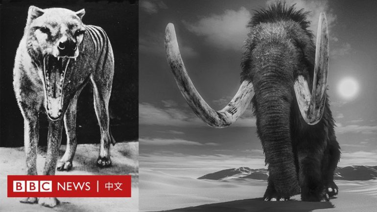 Stop extinction: Six things you want to know about bringing extinct animals  back to life - BBC