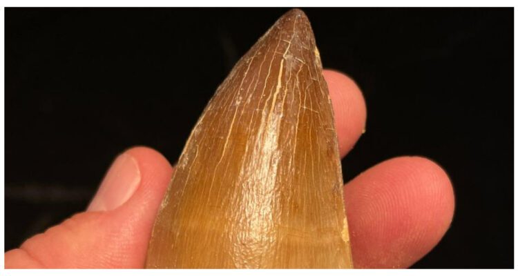 One of the teeth of the thalassotitan atrox found in Morocco.
