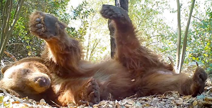 Rare sighting of California brown bear sleeping in "bed making" |  Tracking Camera |  Photographer