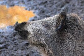 A girl was bitten by a wild boar on the beach of Cadaques