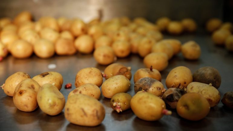 Clichés around the world.  Are the Irish obsessed with potatoes?