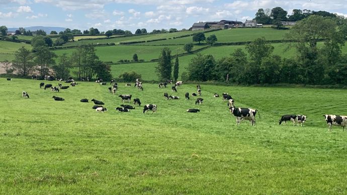 French breeders discover dairy farming in Ireland