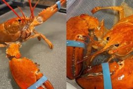 Rare fluorescent lobster saved from becoming dinner, will study