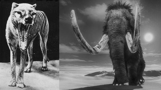 An American company hopes to bring the thylacine (left) and mammoth (right) back to life.