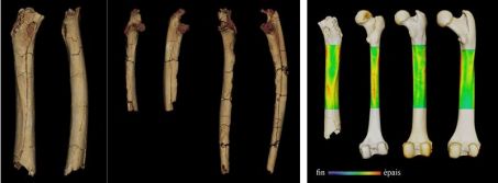 Left: 3D models of the postcranial material of Sahelanthropus tichadensis.  From left to right, femur, posterior and medial, right and left ulna, anterior and lateral view.  Right: Example of analysis performed for the interpretation of the locomotor mode of Sahelanthropus tadensis.  3D cortical thickness variation map for modern human, chimpanzee, gorilla (posterior view) and Sahelanthropus (left to right) femurs.  This analysis helps to understand the variations of mechanical stresses in the femur and to interpret these stresses in terms of locomotor mode.  Credit: © Frank Guy / Paleoprim / CNRS - University of Poitiers