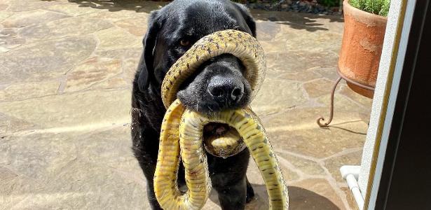 The dog appears with a snake wrapped around its nose and is rescued 30 minutes later;  look