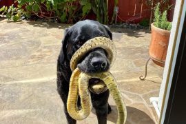 The snake wraps around the dog's nose and the owner calls a specialist to remove it  Biodiversity