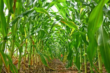 Researchers propose new framework for controlling engineered crops