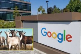 Work for three thousand sheep!  Appointment Order by Google!  You know what works?  |  Google employed 3,000 goats in an office garden in California