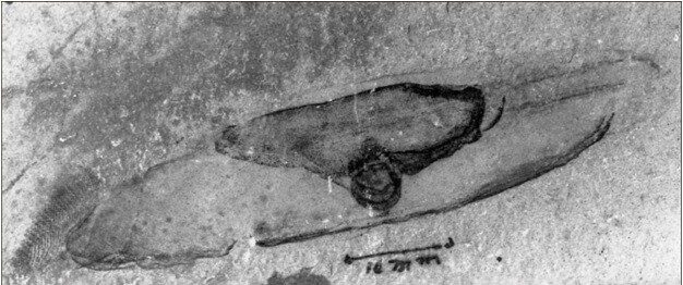 Typlosus Fossil.  The caudal fin resembles a fish.  Courtesy of Simon Conway Morris.