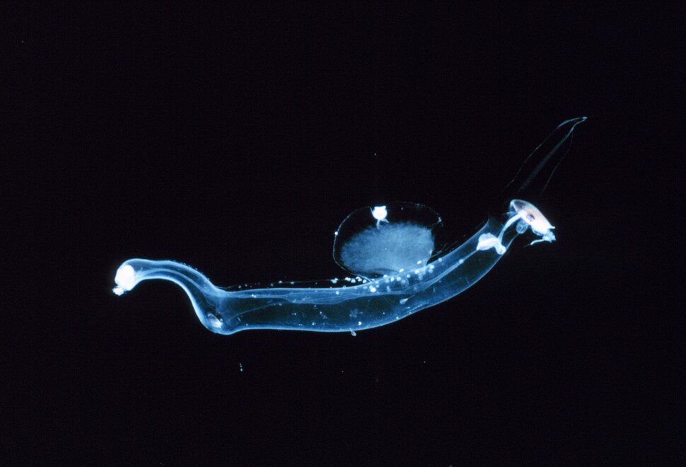 A species of modern sea slug.  It swims along the surface of the ocean with its transparent body and hunts by sticking out its flexible nose.  Courtesy of Wikimedia Commons.