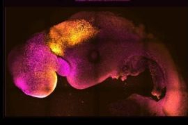 An 'artificial' embryo with a brain and a beating heart