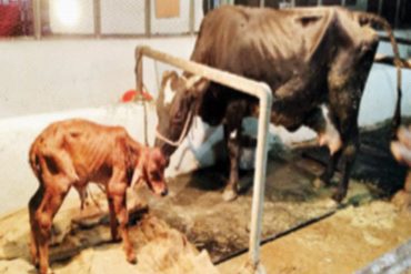 First test tube baby done in local cow in Pune - Marathi News |  The test tube baby of a native cow was performed for the first time in Pune