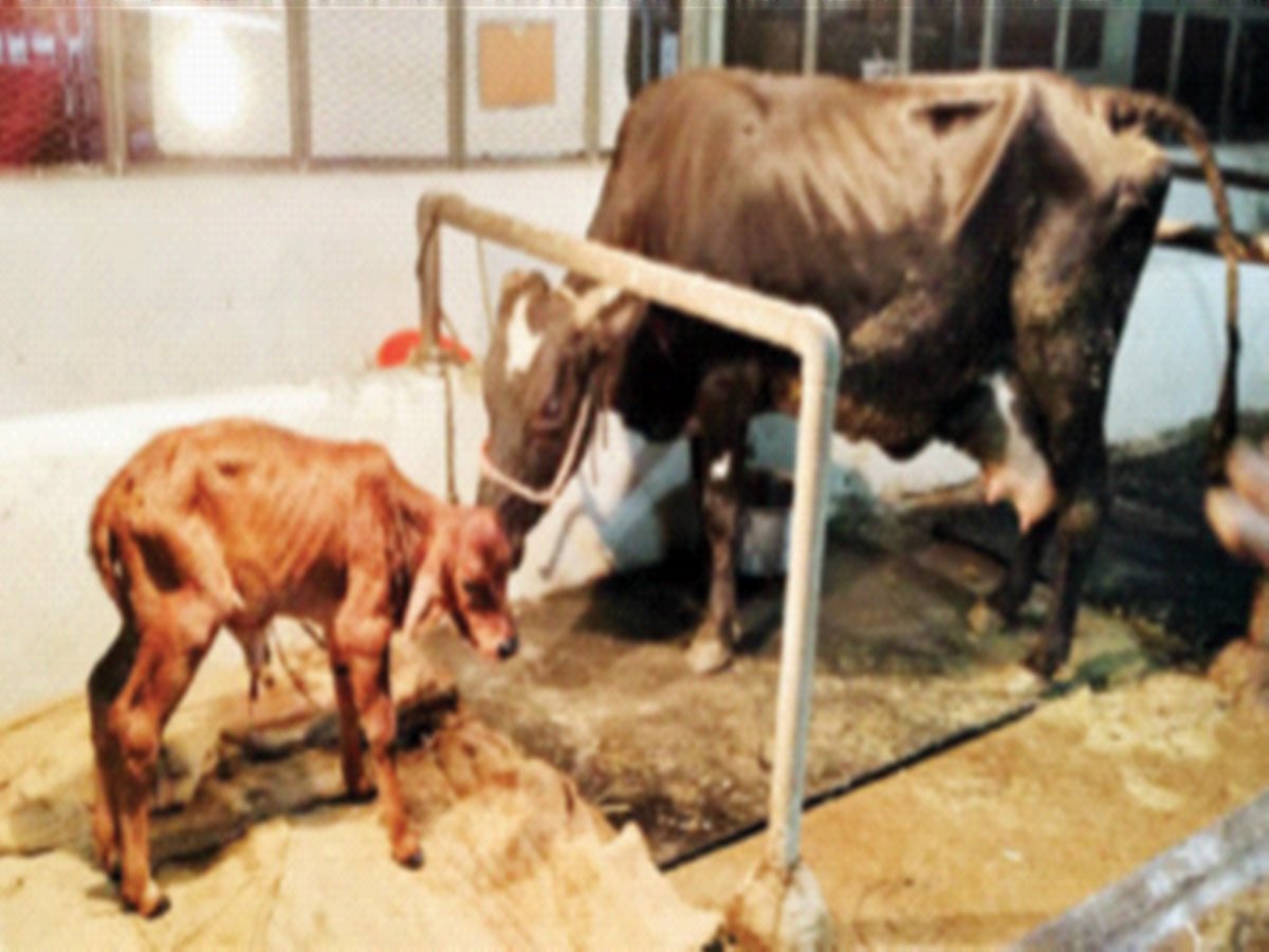  First test tube baby done in local cow in Pune - Marathi News |  The test tube baby of a native cow was performed for the first time in Pune

