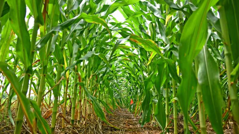 Researchers propose new framework for controlling engineered crops