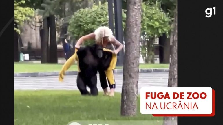 Video: Chimpanzee escapes from zoo in Kharkiv, Ukraine, but returns to ask trainer for coat |  Ukraine and Russia