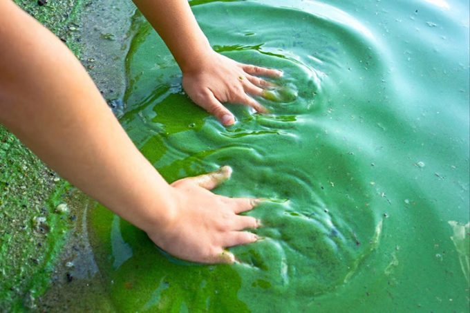 Algae are the main producers of marine ecosystems.  Photo: SCMP