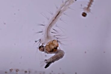 340 frames per second.  Scientists film how mosquito larvae "harpoon" prey with their heads (VIDEO)