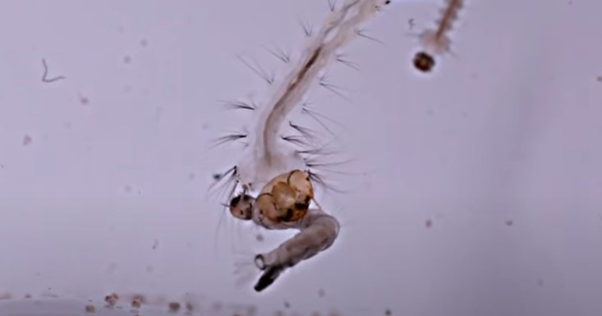  340 frames per second.  Scientists film how mosquito larvae 