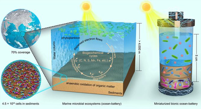Simulation of marine microbial ecosystems (left) and biological marine batteries (right).  Photo: Zhu Huawei