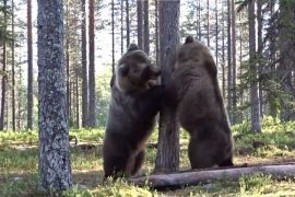 Epic fight of giant bears goes viral on networks: 'best ever' - News