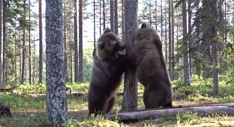 Epic fight of giant bears goes viral on networks: 'best ever' - News