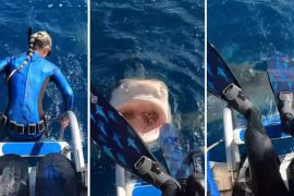Scuba diver survives shark attack in Hawaii;  Watch Video - World