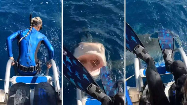 Scuba diver survives shark attack in Hawaii;  Watch Video - World