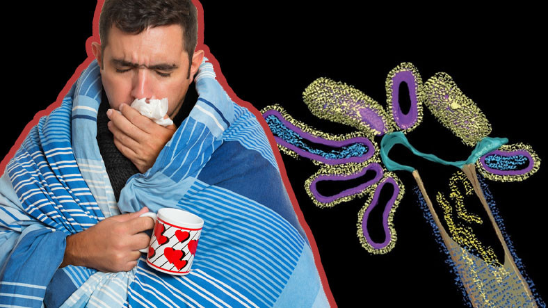 The influenza virus forms a 'hybrid virus' with another virus

