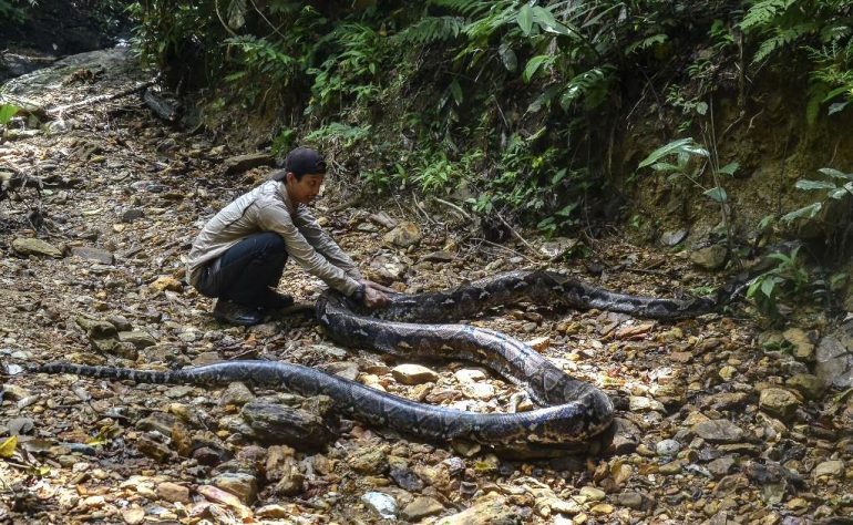Woman found dead in python's stomach in Indonesia