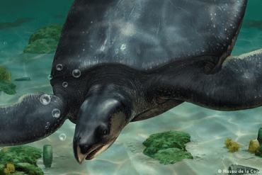 They found a prehistoric sea turtle the size of a car in Spain