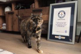Flossie, a gata mais velha do mundo, ao lado do certificado do 'Guinness World Record'