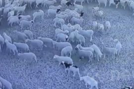 The creepy video follows a herd of sheep wandering around for 12 days as scientists try to figure out what's going on