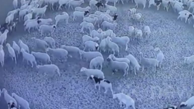 The creepy video follows a herd of sheep wandering around for 12 days as scientists try to figure out what's going on