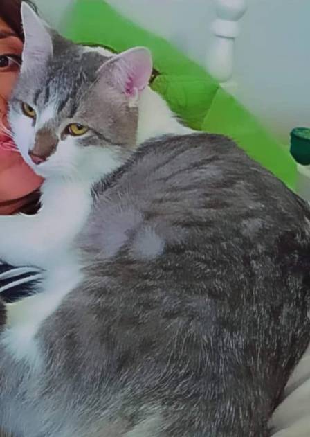 A cat named 'Tito' went missing during a flight in Bolivia