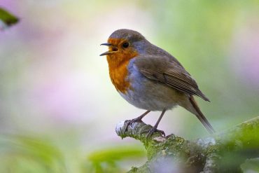 Robins become more aggressive due to human noise pollution  science