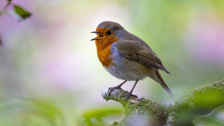 Robins become more aggressive due to human noise pollution  science